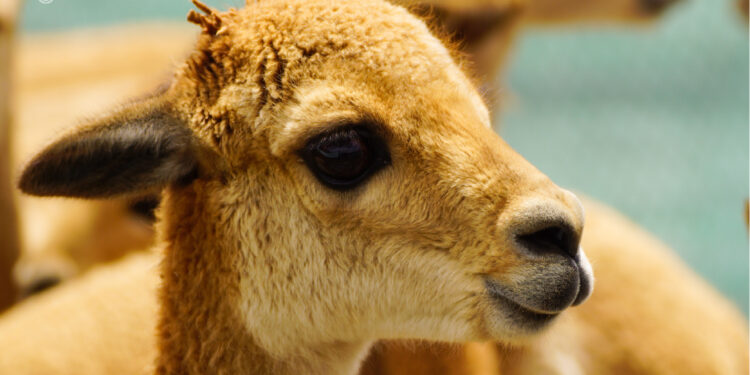 Vicuña en manga de captura