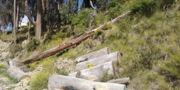 Loteadores y avasalladores talan los árboles aledaños a Ciudadela Ferroviaria, cerca al bosquecillo de Pura Pura.