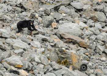 Oso Jucumari Cotapata