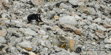 Oso Jucumari Cotapata