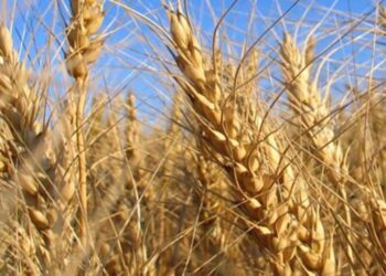 EMAPA distribuye trigo transgénico