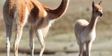 Vicuñas silvestres