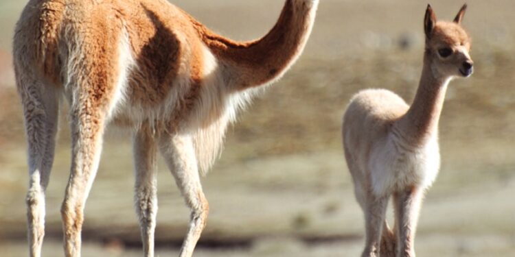Vicuñas silvestres