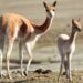 Vicuñas silvestres
