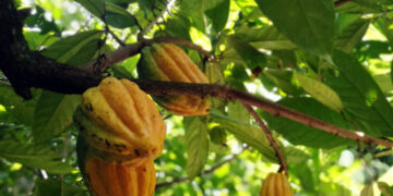 Seis muestras bolivianas se van a París a participar del Cocoa Awards 2021