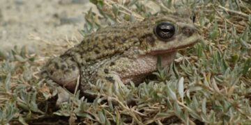 Cuatro especies de anfibios del Valle de La Paz habitan el Bioparque Vesty Pakos
