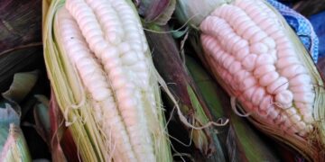 La amenaza de los transgénicos en Bolivia continúa latente.