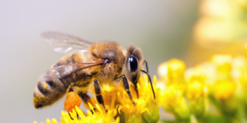 Lad abejas polinizan un gran porcentaje de todas las plantas del planeta.