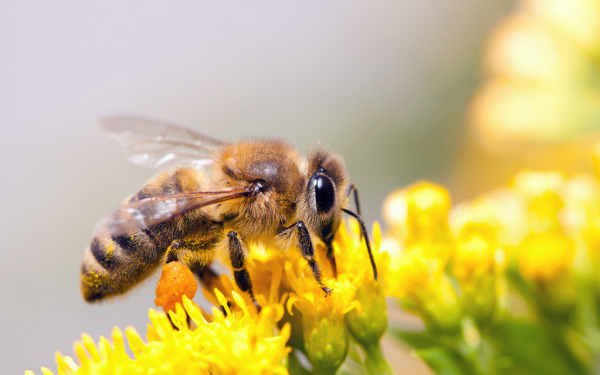Lad abejas polinizan un gran porcentaje de todas las plantas del planeta.