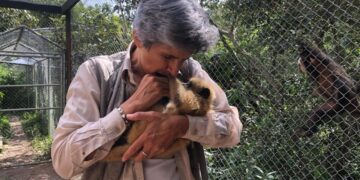 El traslado de un mono aullador de Beni a un refugio de La Paz crea polémica