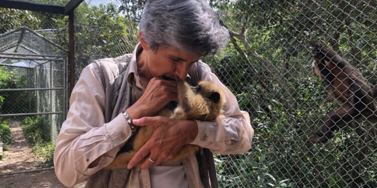El traslado de un mono aullador de Beni a un refugio de La Paz crea polémica