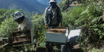 La apicultura, una apuesta sustentable en el Parque Nacional Cotapata