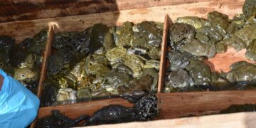 Descubren tráfico ilegal de ranas del Titicaca en el sur de Perú