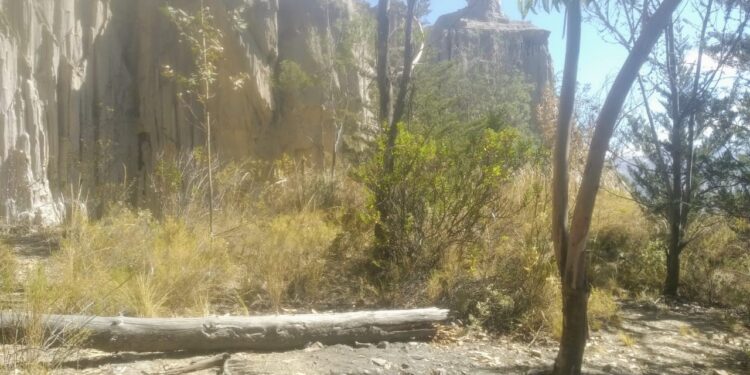 Continúa tala y destrucción de flora en Bosquecillo de Auquisamaña