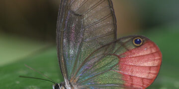 Expedición Madidi permitió elevar a 9.191 las especies de plantas, mariposas y vertebrados