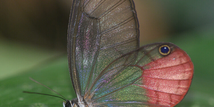 Expedición Madidi permitió elevar a 9.191 las especies de plantas, mariposas y vertebrados