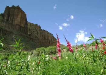 Día del Medio Ambiente 2021
