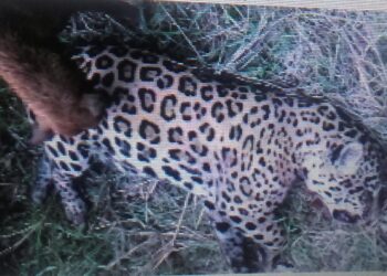 Vídeos muestran el cruel biocidio de un jaguar en la zona oriental de Bolivia