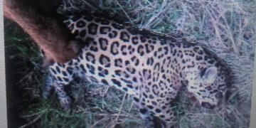 Vídeos muestran el cruel biocidio de un jaguar en la zona oriental de Bolivia