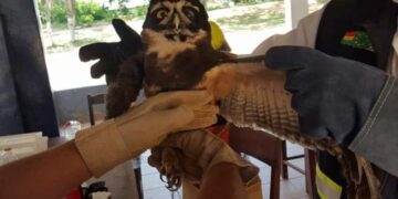 Marco Greminger: 25 años preservando la vida de animales silvestres, “Dios los hizo para ser libres”