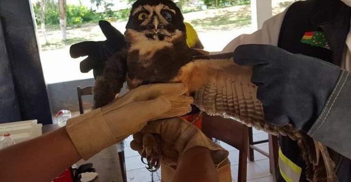 Marco Greminger: 25 años preservando la vida de animales silvestres, “Dios los hizo para ser libres”