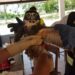 Marco Greminger: 25 años preservando la vida de animales silvestres, “Dios los hizo para ser libres”