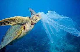 Foto emblemática de greenpeace.org que muestra el impacto de las bolsas de plástico en los mares