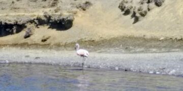 Flamencos andinos migraron hacia la Laguna Estrellani en el Parque Nacional Cotapata   