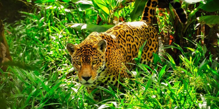 Noviembre celebra el Día Mundial de la Conservación del Jaguar