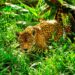 Noviembre celebra el Día Mundial de la Conservación del Jaguar