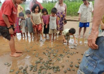 Campaña para apadrinar tortuguitas alcanza a medio centenar de personas
