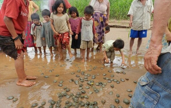 Campaña para apadrinar tortuguitas alcanza a medio centenar de personas