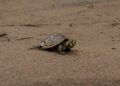 Lanzan campaña para apadrinar o amadrinar tortuguitas en Beni