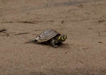 Lanzan campaña para apadrinar o amadrinar tortuguitas en Beni