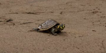 Lanzan campaña para apadrinar o amadrinar tortuguitas en Beni