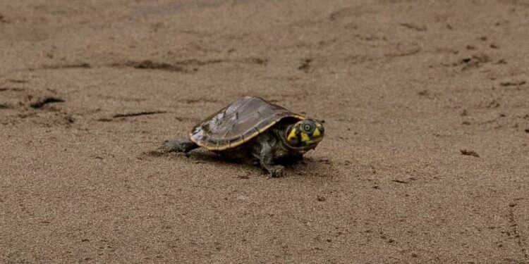 Lanzan campaña para apadrinar o amadrinar tortuguitas en Beni