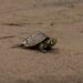 Lanzan campaña para apadrinar o amadrinar tortuguitas en Beni