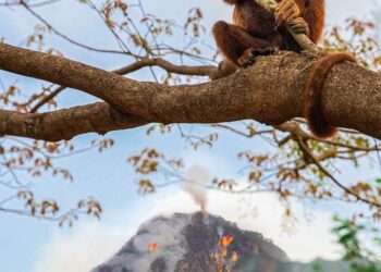 Monito de la Rserva Biósfera Pilón Lajas