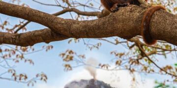 Monito de la Rserva Biósfera Pilón Lajas