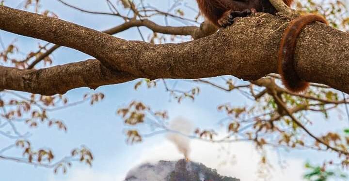 Monito de la Rserva Biósfera Pilón Lajas