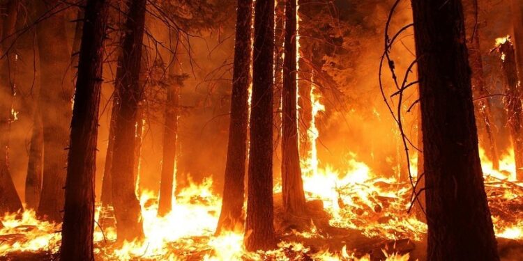 Importancia de drones y cisternas para combatir incendios forestales en áreas protegidas