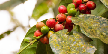 Café Madidi: ejemplo de producción sostenible en un área protegida