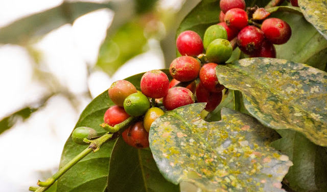 Café Madidi: ejemplo de producción sostenible en un área protegida