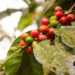 Café Madidi: ejemplo de producción sostenible en un área protegida