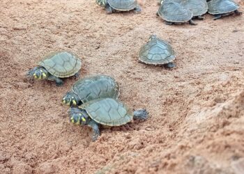 Un centenar de tortuguitas fueron liberadas
