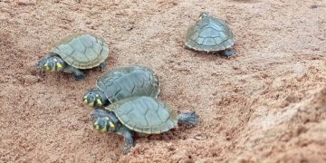 Un centenar de tortuguitas fueron liberadas