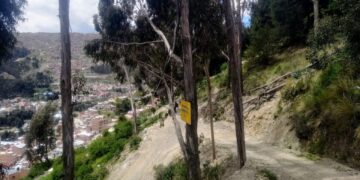 Talan árboles y edifican viviendas en propiedad municipal