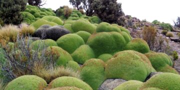 Educación ambiental: materia transversal en universidades y colegios