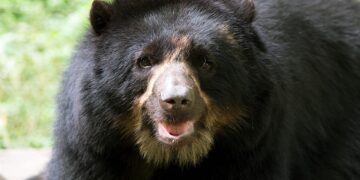 Destacan al jukumari en el Día Internacional de los osos
