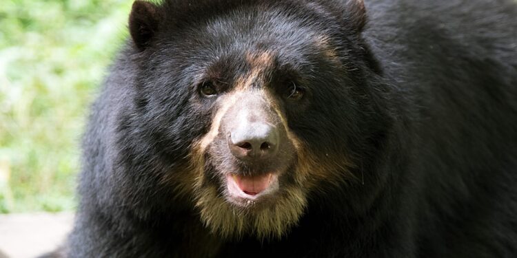 Destacan al jukumari en el Día Internacional de los osos